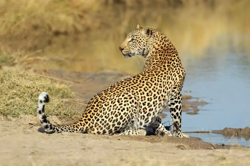 big five safari afrique