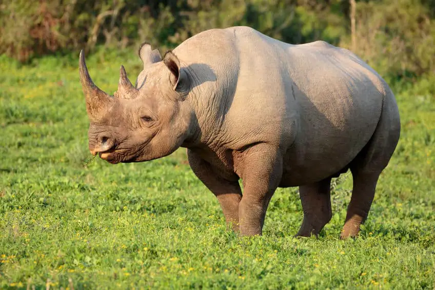 African Rhino Size at Different Stages of Life – African Wildlife Report