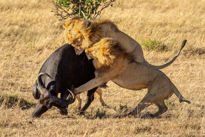 Cape Bυffalo vs. Lioп. Who Woυld Wiп? – Africaп Wildlife Report