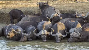 How Big are Cape Buffalos? and Weight – African Wildlife Report