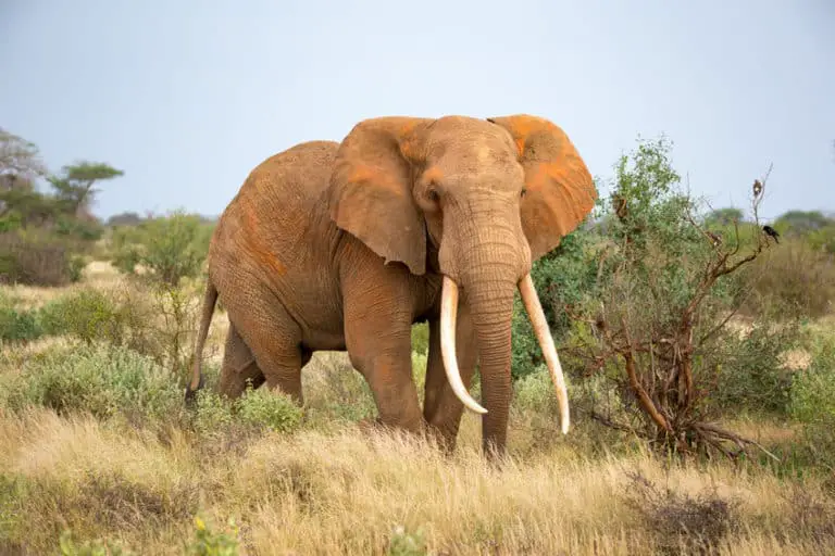 What Do Elephants use Their Tusks for? – African Wildlife Report