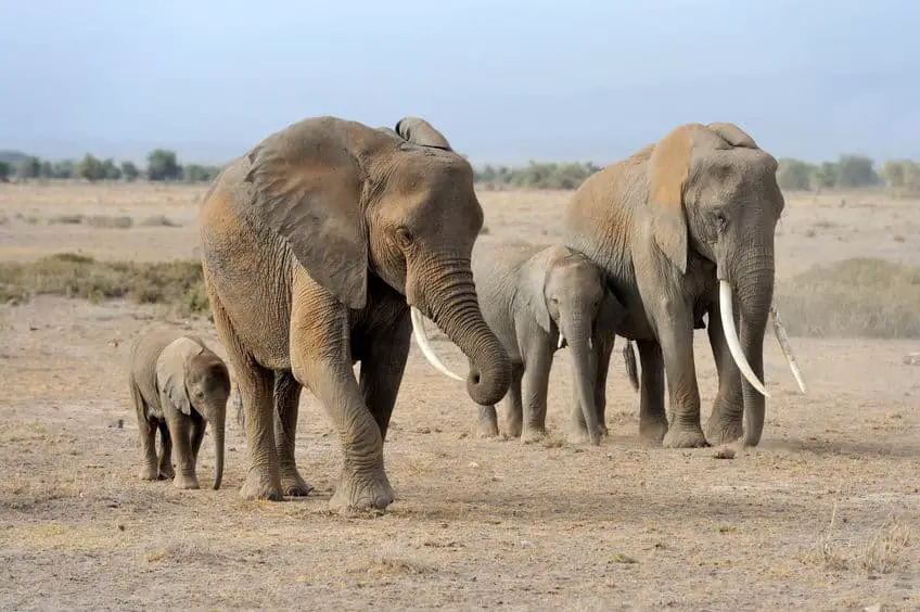 How Old do African Elephants Get? – African Wildlife Report