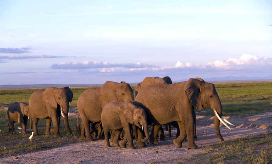 How Old do African Elephants Get? – African Wildlife Report