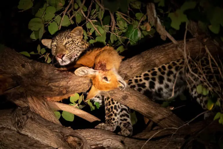 How do Leopards Hunt? Africa’s Most Efficient Hunter – African Wildlife