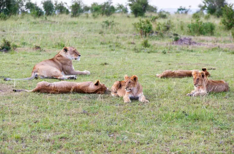 lions-can-sleep-20-hours-per-day-this-is-how-and-why-african