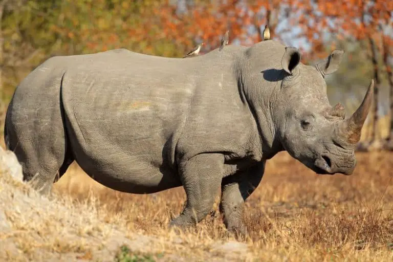 11 Differences Between Black and White Rhinoceros – African Wildlife Report