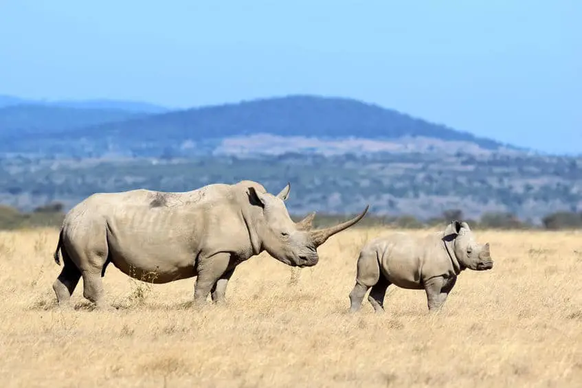 top speed of african rhinoceros