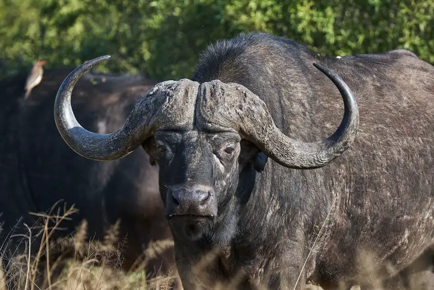 Are Buffalos Called Black – Wildlife Report