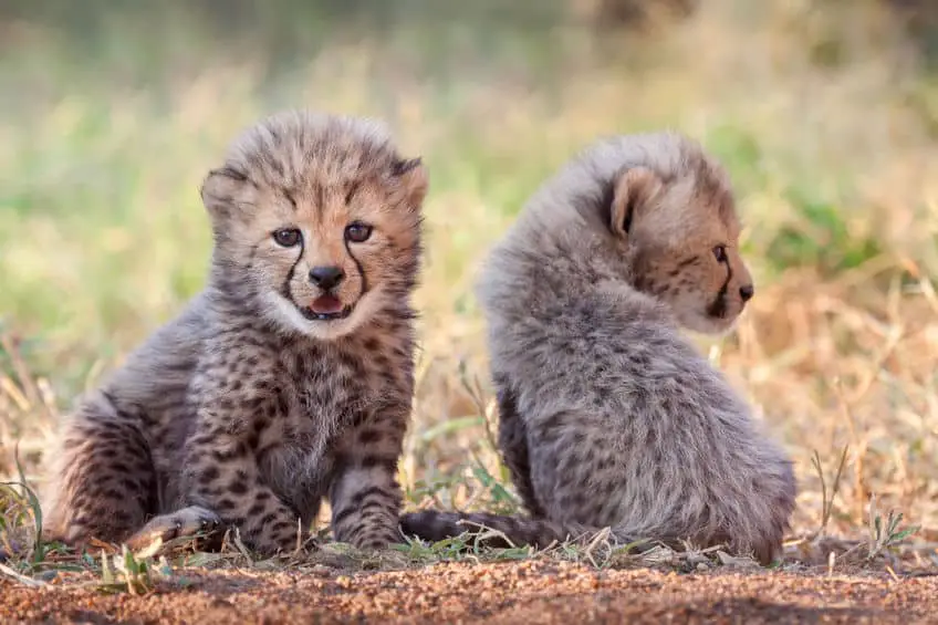 cheetah life cycle images