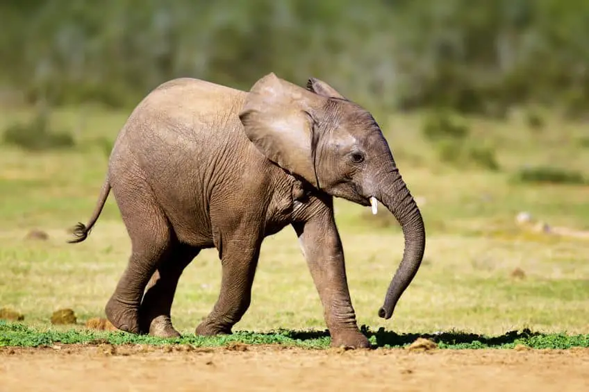 How Are Baby Elephants Born And Raised? – African Wildlife Report