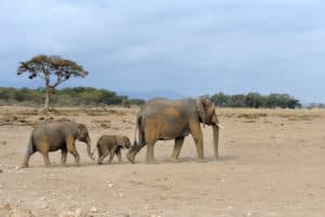 The Life Cycle Of African Elephants. From Birth To Death – African