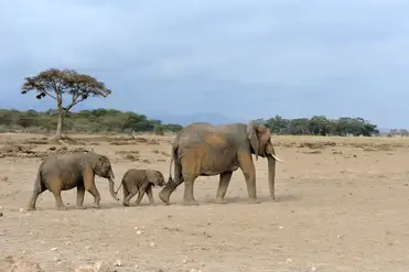 elephant life cycle from birth to death