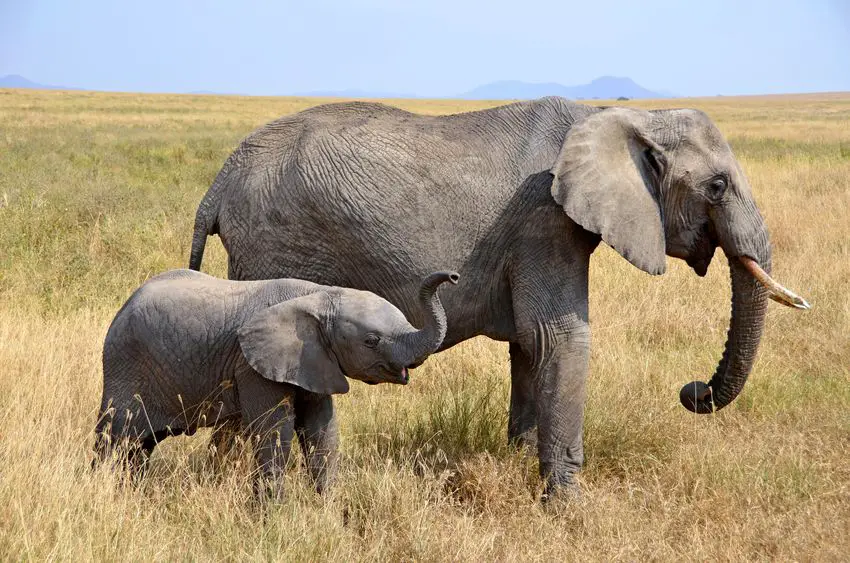 61 Quick And Interesting Facts About African Elephants – African