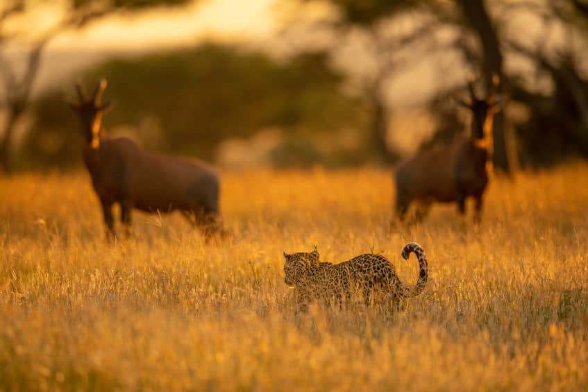 How do Leopards Hunt? Africa’s Most Efficient Hunter – African Wildlife