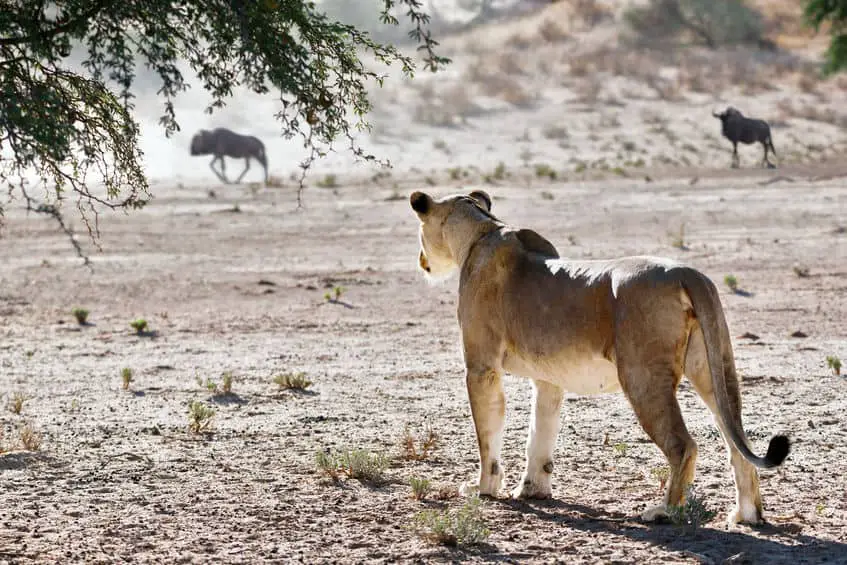 Lion Hunting Style. How Does Africa’s Biggest Cat Hunt? – African