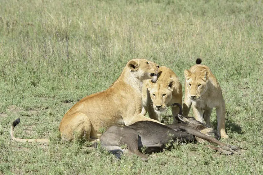 What Do Lions Eat? The Hungriest Cat In Africa – African Wildlife Report