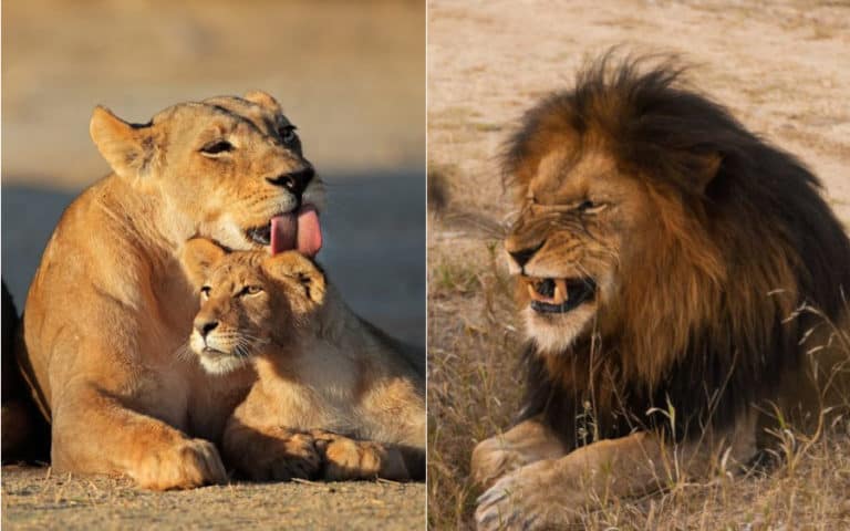 female vs male lion Lion populations declining rapidly in africa, new study