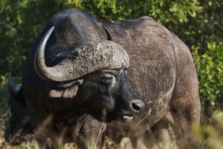 cape-buffalo-lifespan-how-long-do-they-usually-live-african