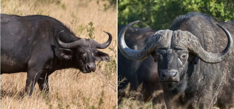 11-wild-differences-between-female-and-male-cape-buffalos-african