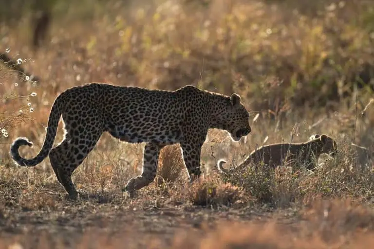 14 Fascinating Facts About a Leopards Life Cycle – African Wildlife Report