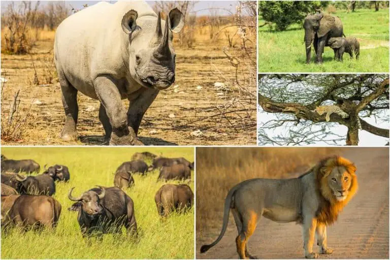 260+ Incredible Facts About Africa’s Big Five – African Wildlife Report