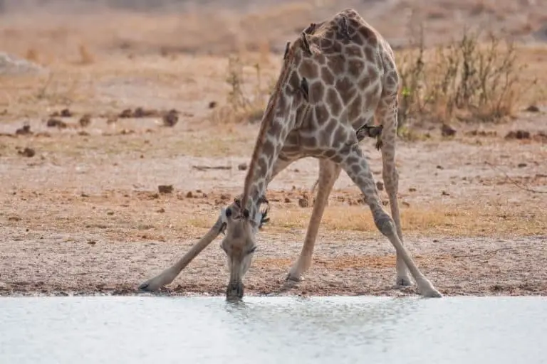 This Is How Giraffes Drink And Why It Can Be Dangerous – African