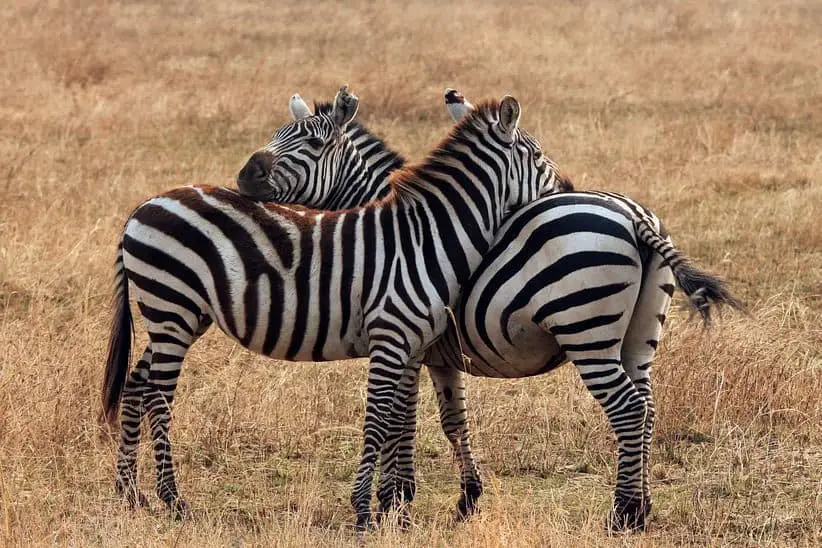 How Smart are Zebras? You Might be Surprised – African Wildlife Report