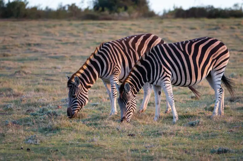 What Do Zebras Mean In A Dream