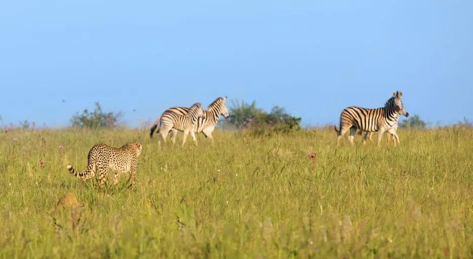 zebras in africa