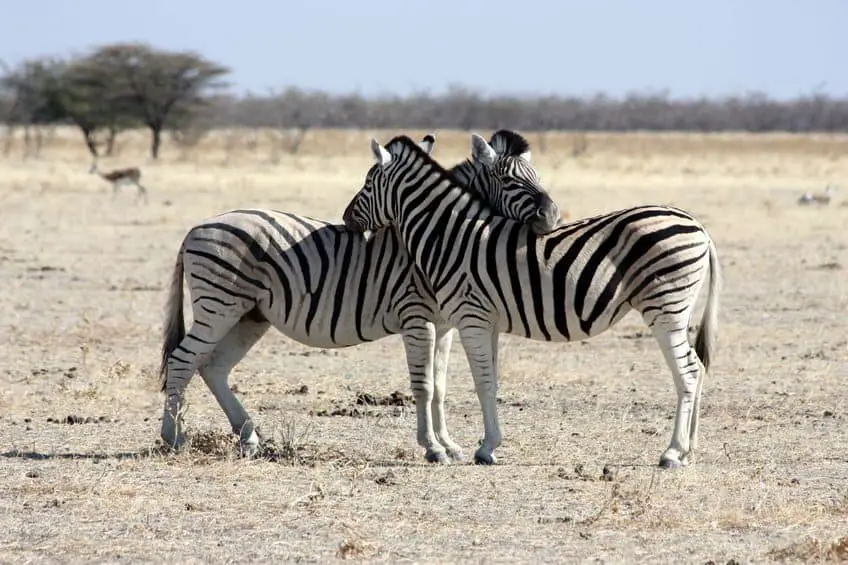 This is Why Zebras Stand Up When They Sleep – African Wildlife Report