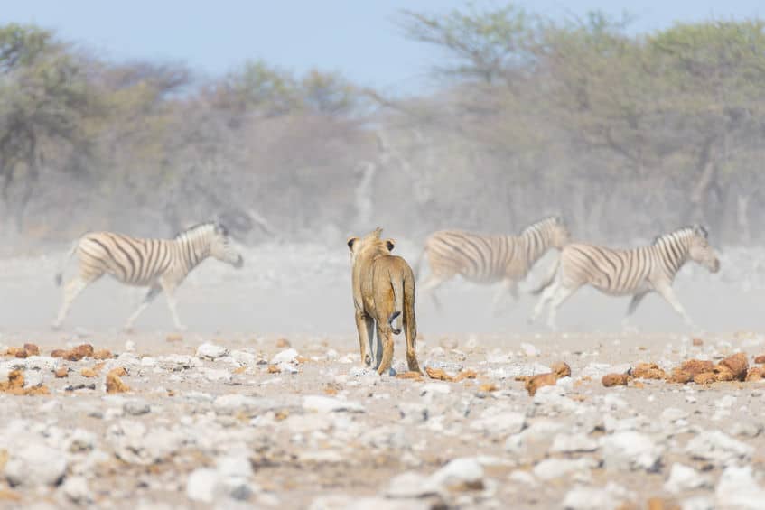 zebra running fast